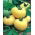 Rajčata "Bílá krása" - pole, bílá odrůda - Solanum lycopersicum  - semena