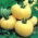 Rajčata "Bílá krása" - pole, bílá odrůda - Solanum lycopersicum  - semena