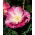 Kalifornischer Mohn 'Ballerina' - Sortenmischung; Goldmohn, Kalifornischer Kappenmohn, Schlafmützchen