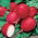 Radish "Riesen von Aspern" - round, red roots - 425 seeds
