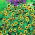 Krympande Zinnia frön - Sanvitalia procumbens - 570 frön