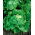 Isbergssallat - Doree de Printemps - 400 frön - Lactuca sativa L.