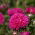 Astro nano - Milady Rose - Callistephus chinensis - Bellezza compatta, ideale per piccoli spazi - Semi Freschi
