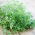 Hạt giống Savory mùa hè - Satureja hortensis - 2600 hạt