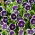 Penny Svarta frön - Nemophila discoidalis - 260 frön - Nemophila menziesii