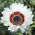 Cape Daisy, Veldt-siementen monarkki - Venidium fastuosum - 130 siementä - siemenet