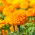 Tagete erecta - arancione - 300 semi - Tagetes erecta