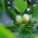 Lale Ağacı tohumları - Liriodendron tulipifera