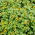 Krympande Zinnia frön - Sanvitalia procumbens - 570 frön