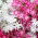 Drummond Phlox Twinkle Star magjai - Phlox drummonda cuspidata nana - 500 mag - Phlox drummondii cuspidata var. Stellaris - magok