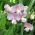Semi misti a foglia larga eterni a foglia larga - Lathyrus latifolius - 36 semi