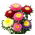 Hạt hỗn hợp Aster Pompon Trung Quốc - Callistephus chinensis - 500 hạt
