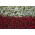Polsk flag - frø af 2 blomstrende planters arter - 