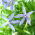 Laurentia - Laurentia axillaris - 240 graines