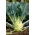 Colinabo – Giant - 100 semillas - Brassica oleracea var. Gongylodes L.
