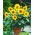 Sárga Napraforgómag - Helianthus annuus - 40 mag - magok