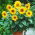 Sárga Napraforgómag - Helianthus annuus - 40 mag - magok