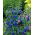 Cambridge Blue Gentian Sage seeds - Salvia patens - 80 seeds