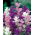 Roční jíl, Orval - barevný mix - 200 semen - Salvia horminu, S. viridis var. Tricolor - semena