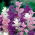 Roční jíl, Orval - barevný mix - 200 semen - Salvia horminu, S. viridis var. Tricolor - semena