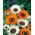 Cape Daisy, Veldt-siementen monarkki - Venidium fastuosum - 130 siementä - siemenet