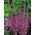 Meerlavendel Rose Samen - Limonium Suworowii - 1100 Samen