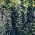 Hạt hỗn hợp lời nguyền của Paterson - Echium plantagineum - 250 hạt