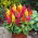Celosia Plumosa - Mixed - Celosia argentea var. plumosa - Plush Blooms, Captivating Displays - Fresh Seeds