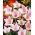 Platycodon - Rosa - Platycodon grandiflorus - Fioriture eleganti per giardini soleggiati - Semi Freschi