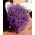 Lobelia Riviera Rose seeds - Lobelia pendula - 3200 biji - Lobelia erinus