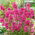 Sticky Catchfly - Lychnis viscaria - Vibrant Pink Showstopper - Fresh Seeds