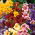 Trompetenzunge - Mischung - Salpiglossis sinuata - Strahlende Sommerblüten, Juli bis September - Samen