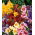 Trompetenzunge - Mischung - Salpiglossis sinuata - Strahlende Sommerblüten, Juli bis September - Samen