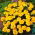 Sammetstagetes - Aurora Yellow - gul - Tagetes patula - Bländande gula kronblad, långvarig charm - Färska frön