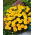 Œillet d'Inde - Aurora Yellow - Tagetes patula - Pétales jaunes éclatants, charme durable - Graines fraîches