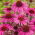 Kaunopunahattu - 230 siemenet - Echinacea purpurea