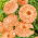 Vaistinė medetka - Apricot Beauty - (Calendula officinalis) - Auksinė švytinti spalva, puikiai tinka ilgalaikiam žydėjimui - Šviežios sėklos