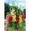 Stokrose - Summer Carnival - Alcea rosea - Majestætisk skønhed, livlige blomster op til 1,7 m høje - Friske frø