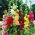 Stokrose - Summer Carnival - Alcea rosea - Majestætisk skønhed, livlige blomster op til 1,7 m høje - Friske frø