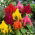Lav Celosia plumosa - Celosia argentea var. plumosa nana - Strålende farver, sommerlang skønhed - Friske frø