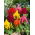 Lav Celosia plumosa - Celosia argentea var. plumosa nana - Strålende farver, sommerlang skønhed - Friske frø