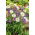 Astro alpino - Miscuglio - Aster alpinus - Fiori versatili per giardini rocciosi - Semi Freschi