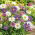 Astro alpino - Miscuglio - Aster alpinus - Fiori versatili per giardini rocciosi - Semi Freschi