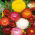 Siempreviva - variada - Helichrysum bracteatum - Flores brillantes, ideales para ramos secos - Semillas frescas