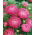 Callistephus chinensis - 500 zaden - roze