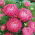 Callistephus chinensis - 500 zaden - roze