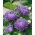 Astro - Fiore di Peonia - Blu - Callistephus chinensis - Fioriture squisite per bouquet e vasi - Semi Freschi