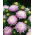 Aster - Paeony - Rose and White - Callistephus chinensis - Romantic Blooms, Garden Perfection - Fresh Seeds