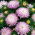 Aster - Paeony - Rose and White - Callistephus chinensis - Romantic Blooms, Garden Perfection - Fresh Seeds