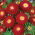 Reine Marguerite - Pompon - Rouge - Callistephus chinensis - Parfait pour les bordures estivales et les contenants - Graines fraîches